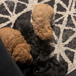 Yorkipoo Puppies from Racquel Smith