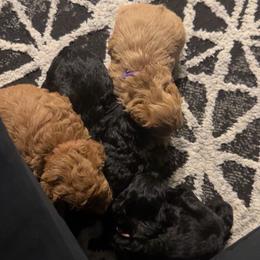 Yorkipoo Puppies from Racquel Smith