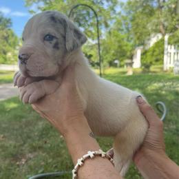 Rhodes - Harlequin male Great Dane puppy in Cadillac, Michigan from Garrow Danes House of Blues