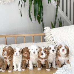 Australian Labradoodle Puppies from Pixie Doodle Paws
