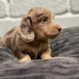 Copper - Dapple male Dachshund puppy in Red Bluff, California from Down The Hill Potterdale