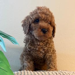 Grey Boy - Red  male Goldendoodle puppy in Colorado Springs, Colorado from Simply Mini Goldendoodles