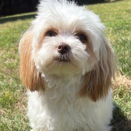 Morkies from Morkies of Milton