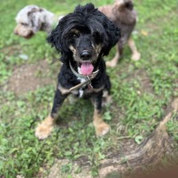 Coco - Aussiedoodle