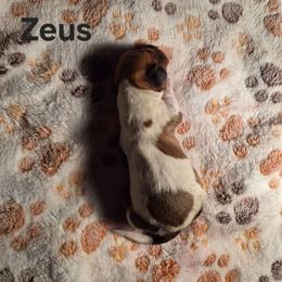 Zeus - Piebald male Dachshund puppy in Sibley, Missouri from Weiner Warriors