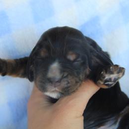 Boy 5 - Black and tan male English Cocker Spaniel puppy in Roseburg, Oregon from Coco Kennel