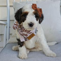 Butterfingers - Grey and white female Bernedoodle puppy in Decatur, Georgia from So Adoodable