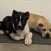 Perro de Presa Canario Puppies from Presas with attitude