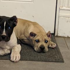 Perro de Presa Canario Puppies from Presas with attitude