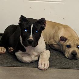 Perro de Presa Canario Puppies from Presas with attitude
