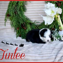 TinLee - Black tri female Miniature Australian Shepherd puppy in Madisonville, Texas from Flying LL Aussies