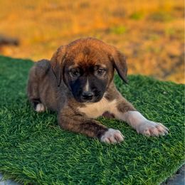 4D I'm Your Huckleberry (Green) - Brindle male Anatolian Shepherd Dog puppy in Spokane, Washington from 4D Cattle Dogs
