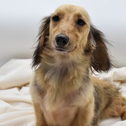 Lilly - Dachshund