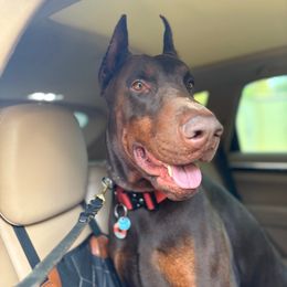 Rogue - Doberman Pinscher