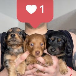 Dachshund All Grown Up from Briana's Dachshunds