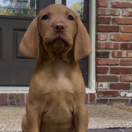 Popplio - Golden rust male Vizsla puppy in Bloomington, Indiana from Envizion