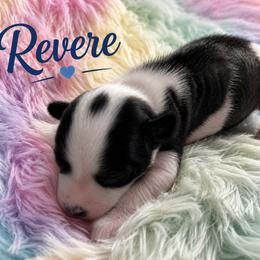 Boy 1 - male Chinese Crested puppy in Henderson, Nevada from Kelly's Little K9