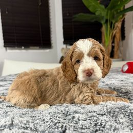 Theo - Brown and white male Cockapoo puppy in Queens, New York from The 2 Musketeers_Cockapoos