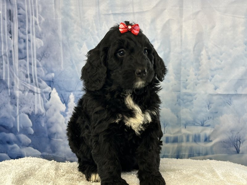 Binx - Black and white female Bernedoodle puppy in Owenton, Kentucky from Elagant Acres