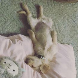 Double Doodle and Goldendoodle Puppies from Badgerland Goldendoodles