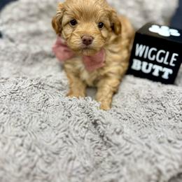 Rosie - Apricot female Aussiedoodle puppy in Science Hill, Kentucky from Southern Paws Kennels