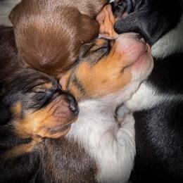 Dachshund Puppies from Drift & Dash Dachshunds