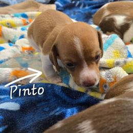 Pinto - Piebald male Dachshund puppy in New Caney, Texas from BouncinMiniWeenies
