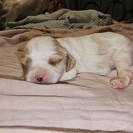 Cavalier King Charles Spaniel Puppies from Critter's Cottage Cavaliers