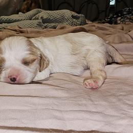Cavalier King Charles Spaniel Puppies from Critter's Cottage Cavaliers