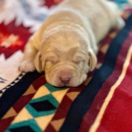 Frost - Yellow male Labrador Retriever puppy in Bandera, Texas from The Sugar & Spice Ranch Labrador Retrievers
