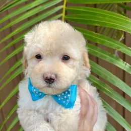 Goldendoodle and Sheepadoodle Puppies from Daisy Doodles LLC