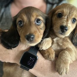 Dachshund Puppies from Steamboat Sausage Squad