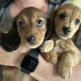 Dachshund Puppies from Steamboat Sausage Squad