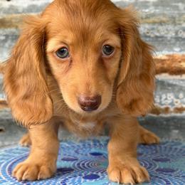 Bella - Dapple female Dachshund puppy in Muldrow, Oklahoma from Sassy Sausage Dogs