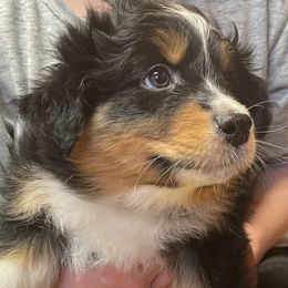 Orange - Black Australian Shepherd puppy in Frederic, Michigan from Chilly Peckers Farm