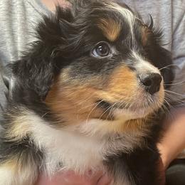 Orange - Black Australian Shepherd puppy in Frederic, Michigan from Chilly Peckers Farm