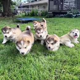 Alaskan Malamute puppies from Alpenglow Alaskan Malamutes