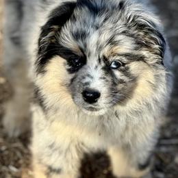 Hollis - Blue merle female Miniature Australian Shepherd puppy in Patterson, North Carolina from DreamLine Aussies