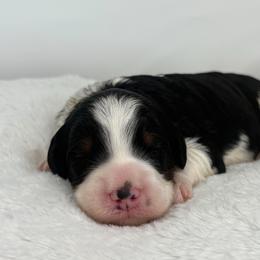 Hosana - Tri-color female Bernedoodle puppy in Fleming, Colorado from Vandenbark Doodles