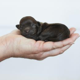 Tino - Liver male Shihpoo puppy in Nickelsville, Virginia from The Teddybear Shihpoo