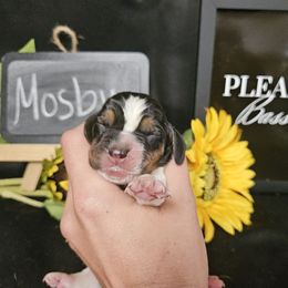 Mosby - Black brown and white male Basset Hound puppy in Pleasant Lake, Michigan from Pleasant Bay Basset Hounds