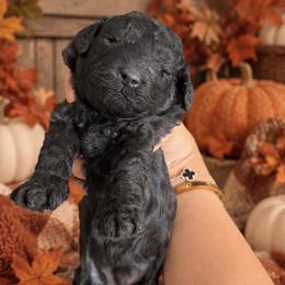Girl 2 - female Poodle puppy in Sacramento, California from Poodles & Pomeranians of Manila