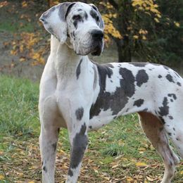 Elle - Great Dane