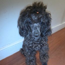 Apollo - Blue male Poodle puppy in North Prince George, Virginia from ROYAL VISTA