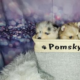 Pomeranian and Pomsky Puppies from Pom Pom Pomskies-TN