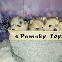 Pomeranian and Pomsky Puppies from Pom Pom Pomskies-TN