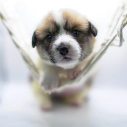 Eve - Fawn female Pembroke Welsh Corgi puppy in Vacaville, California from Hope_4thebay_Corgis