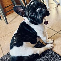 Victoria - French Bulldog