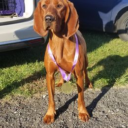 Dandie - Redbone Coonhound