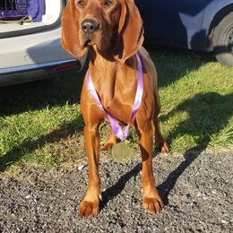 Dandie - Redbone Coonhound
